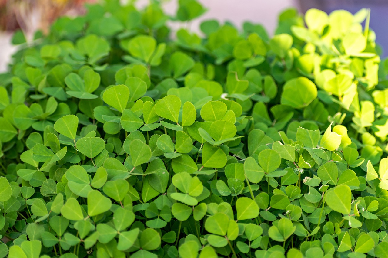 Fenugreek Seeds In Hindi